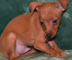 Regalo Cachorros de Pinscher Miniatura +34 633502370