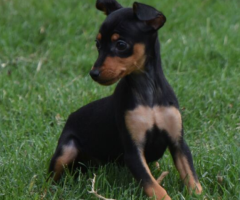 Regalo Cachorros de Pinscher Miniatura +34 633502370