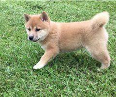 Adopción Cachorros de Shiba Inu de Pura Raza +34 633502370