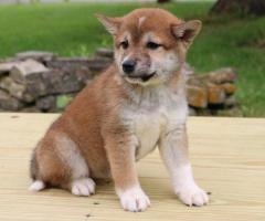 Adopción Cachorros de Shiba Inu de Pura Raza +34 633502370