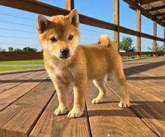 Adopción Cachorros de Shiba Inu de Pura Raza +34 633502370