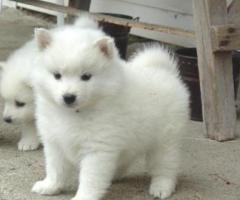 Impresionantes cachorros de Samoyedo en adopción. +34 633502370