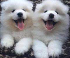 Impresionantes cachorros de Samoyedo en adopción. +34 633502370