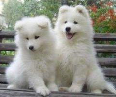 Impresionantes cachorros de Samoyedo en adopción. +34 633502370