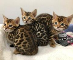 Mini gatos bengalí leopardo con papeles !!!