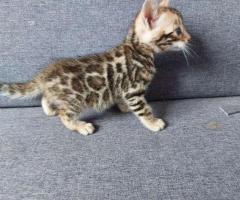 Mini gatos bengalí leopardo con papeles !!!