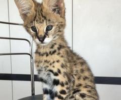 joven Serval y Savannah con Caracal