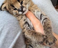 joven Serval y Savannah con Caracal