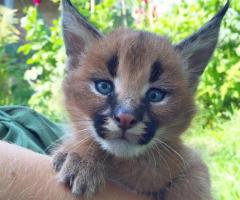 joven Serval y Savannah con Caracal