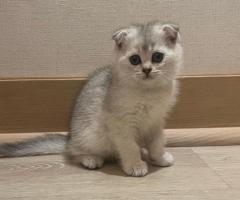 Scottish Fold