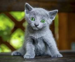 Russian Blue