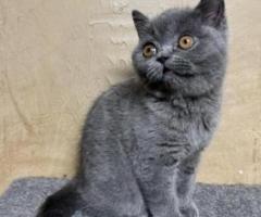 British Shorthair