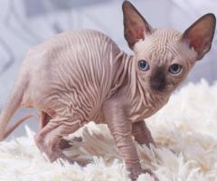 Sphynx kittens