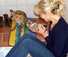 ocelot et chatons Savannah avec magnifique Caracal