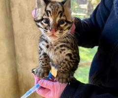 ocelot et chatons Savannah avec magnifique Caracal