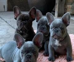 Cachorros de bulldog francés machos y hembras adiestrados