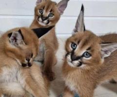 gattini fortunati di serval e caracal