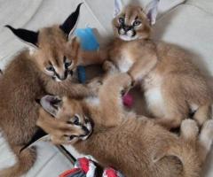 gattini fortunati di serval e caracal
