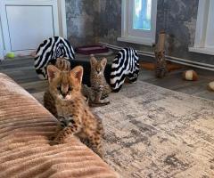 gattini fortunati di serval e caracal