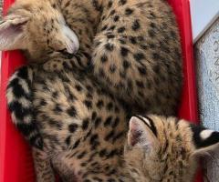 gattini fortunati di serval e caracal
