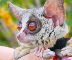 Arbusto de gálago bebé disponible