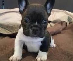 Cachorros de Bulldog Frances
