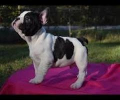 Cachorros de Bulldog Frances