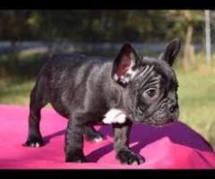 Cachorros de Bulldog Frances