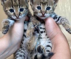 Gatitos Savannah F1 y F2 disponibles para la venta.