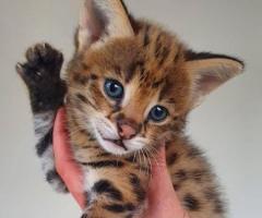 Gatitos serval savannah con crías de caracal