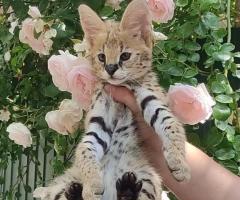 Gatitos serval savannah con crías de caracal