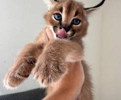 Gatitos serval savannah con crías de caracal