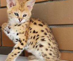 Gatitos serval savannah con crías de caracal