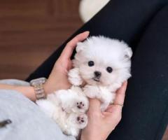 Adorables cachorros malteses en adopción
