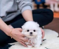 Adorables cachorros malteses en adopción