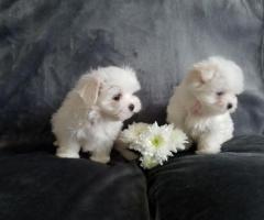 Adorables cachorros malteses en adopción