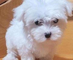 Adorables cachorros malteses en adopción