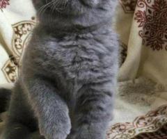 Britanoco de perlo corto gatitos  casa listo para reubicación . 