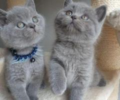 Britanoco de perlo corto gatitos  casa listo para reubicación . 