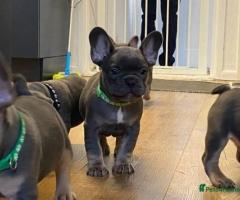 Cachorros de bulldog francés