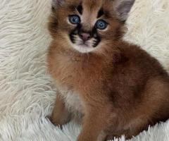 Caracal Kittens WhatsApp: +27842597191