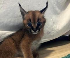 Caracal Kittens WhatsApp: +27842597191