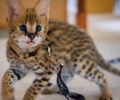 African Serval Kittens WhatsApp: +27842597191