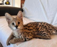 African Serval Kittens WhatsApp: +27842597191