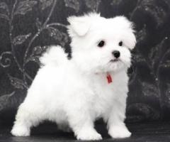 REGALO cachorro de Bichon Maltes Mini