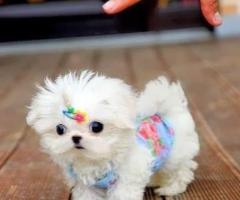 REGALO cachorro de Bichon Maltes Mini
