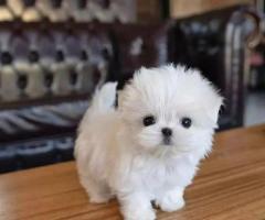 REGALO cachorro de Bichon Maltes Mini