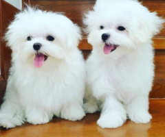 REGALO cachorro de Bichon Maltes Mini