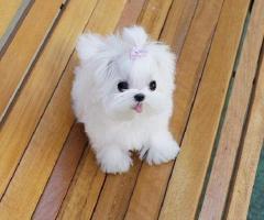 REGALO cachorro de Bichon Maltes Mini