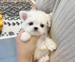 Regalo Mini Toy Cachorros Bichon Maltes